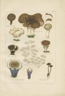 Clearance Pamono Common Stinkhorn and Other Mushrooms, 1875, Paper, Set of 6