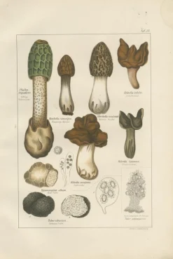 Clearance Pamono Common Stinkhorn and Other Mushrooms, 1875, Paper, Set of 6