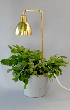 Clearance Pamono Model G98 Flower Lamp by Hans-Agne Jakobsson for HAJ Markaryd, 1960s