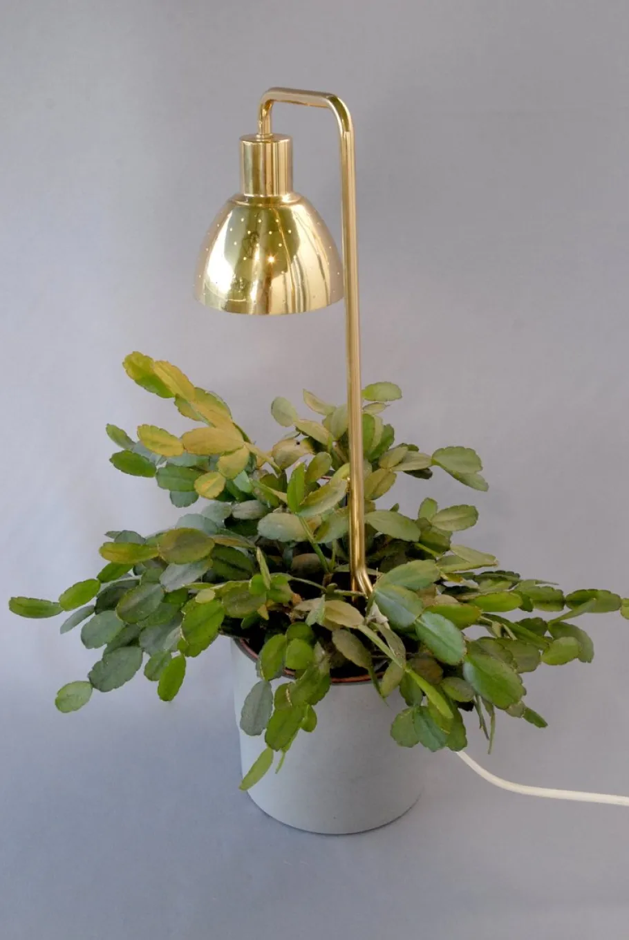 Clearance Pamono Model G98 Flower Lamp by Hans-Agne Jakobsson for HAJ Markaryd, 1960s